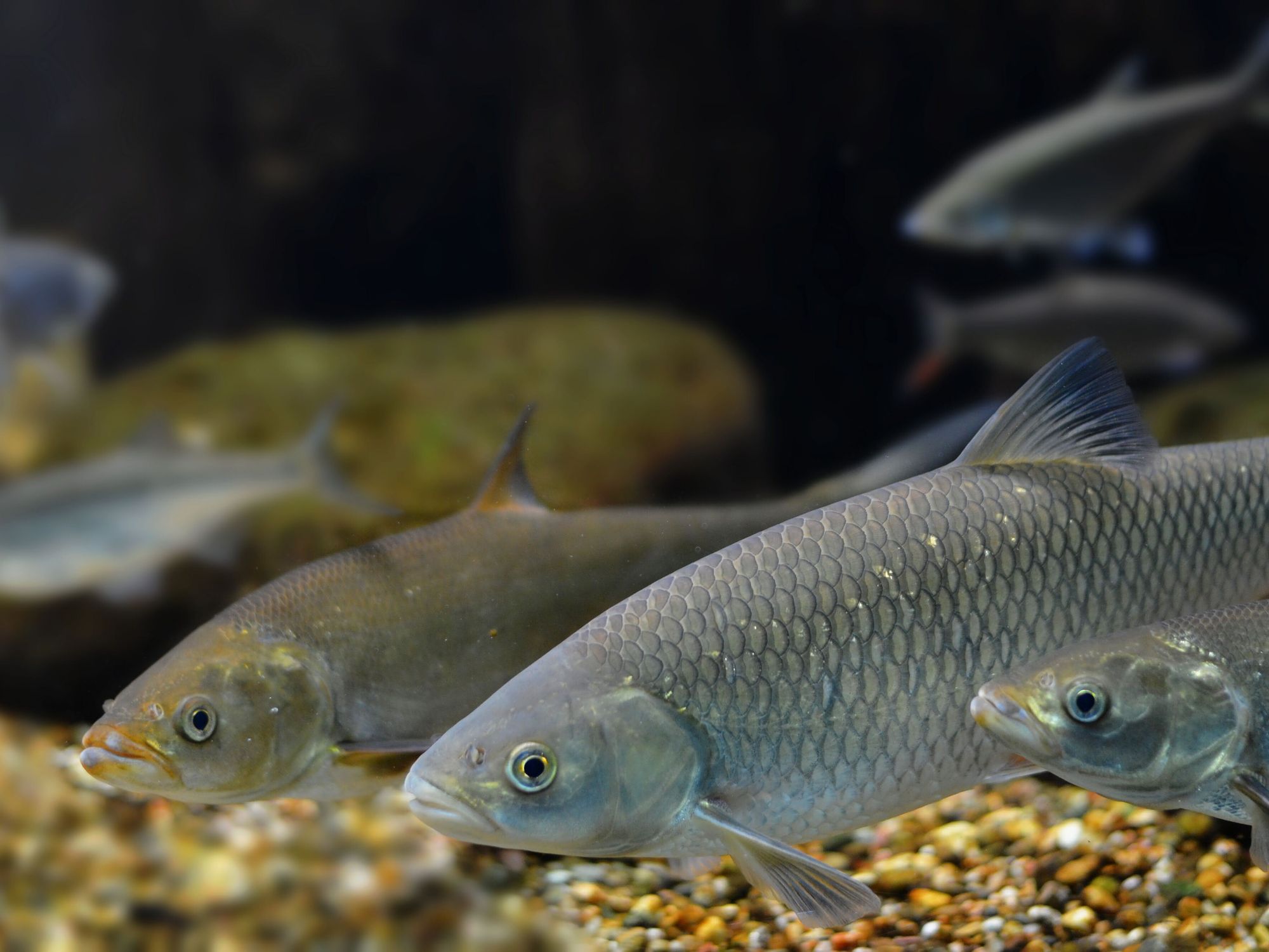 Fische als Versuchstiere Fische als Versuchstiere