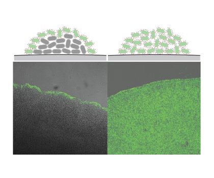 Krankheit ein- und ausschalten? Genschalter gegen bakterielle Infektionen Schemazeichnung Y. enterocolitica schaltet das T3SS (grün) bei hoher Dichte ab (Zentrum der Kolonie links) – fehlt dieser Mechanismus, sind alle Bakterien T3SS-aktiv (rechts).
