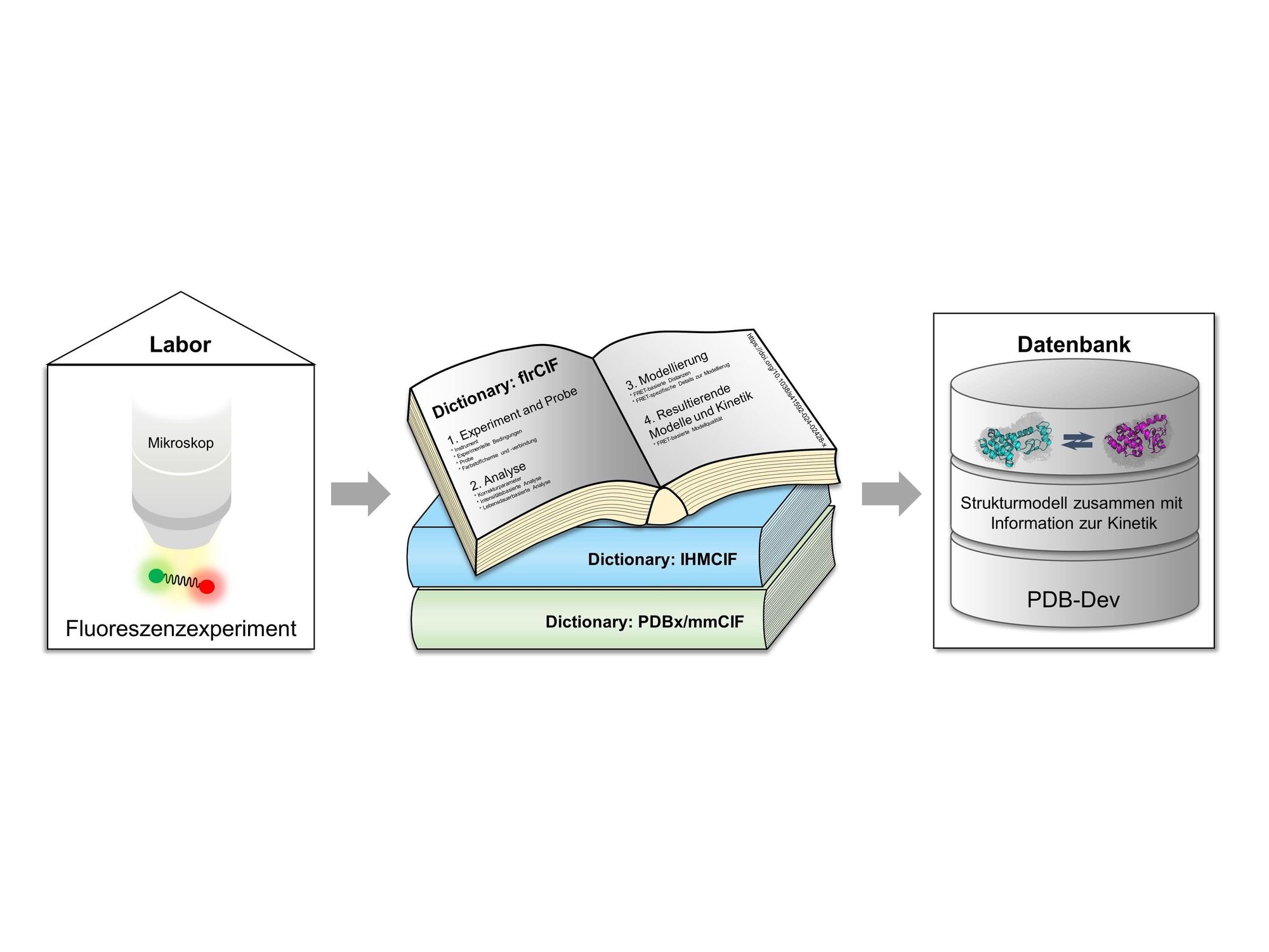 Daten aus Fluoreszenzexperimenten werden aufgearbeitet und zusammen mit integrativen Strukturmodellen in einer Datenbank zur Verfügung gestellt Symbolbild Daten aus Fluoreszenzexperimenten werden aufgearbeitet und zusammen mit integrativen Strukturmodellen in einer Datenbank zur Verfügung gestellt