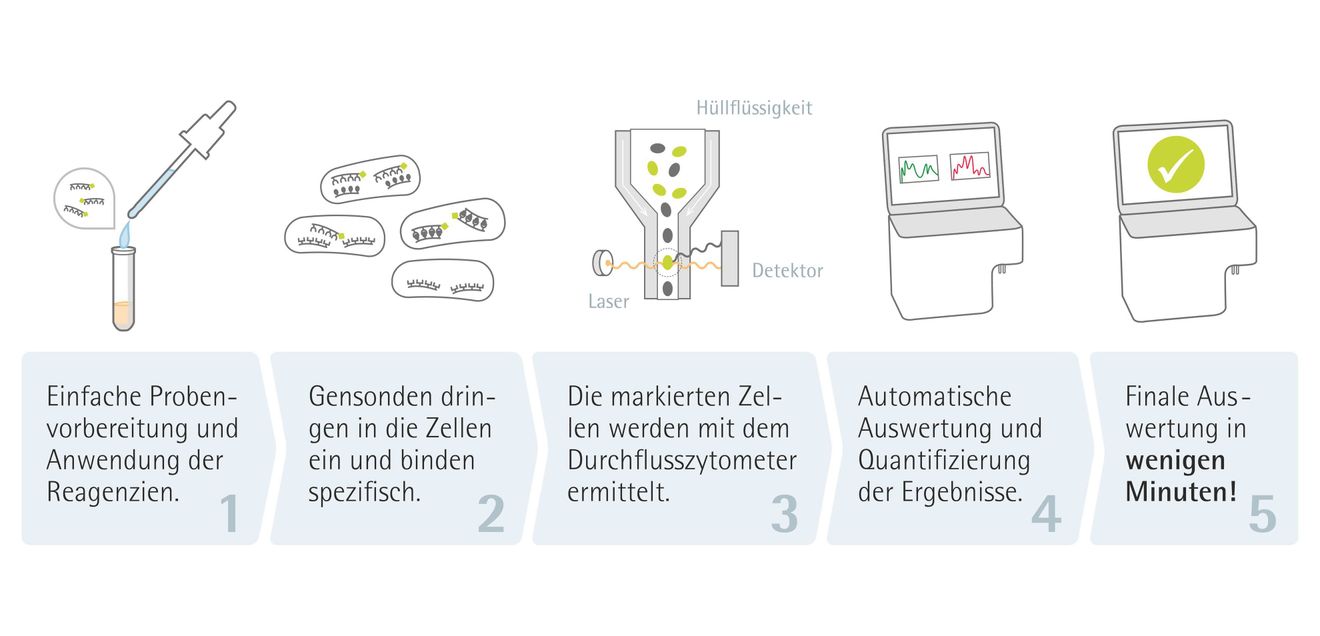 Funktionsprinzip von Flow-FISH Grafik: Funktionsprinzip von Flow-FISH