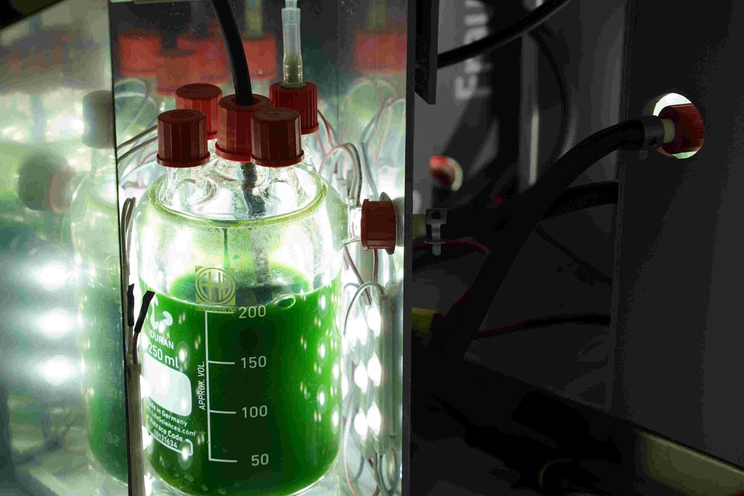 Fraunhofer-Institut entwickelt biobasierte klimaneutrale Baustoffe Fraunhofer-Institut entwickelt biobasierte klimaneutrale Baustoffe
