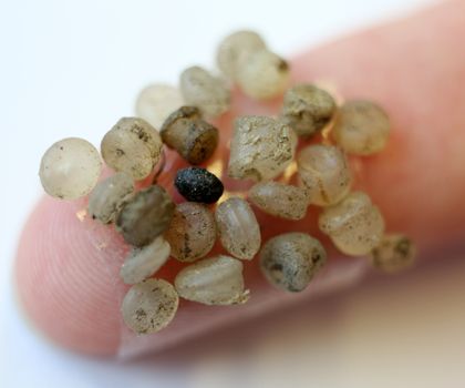 Mikroplastik-Teilchen Mikroplastik-Teilchen, die am Ufer der Warnow gefunden wurden, kleben im Leibniz-Institut für Ostseeforschung (IOW) an einem Klebestreifen an einem Finger.