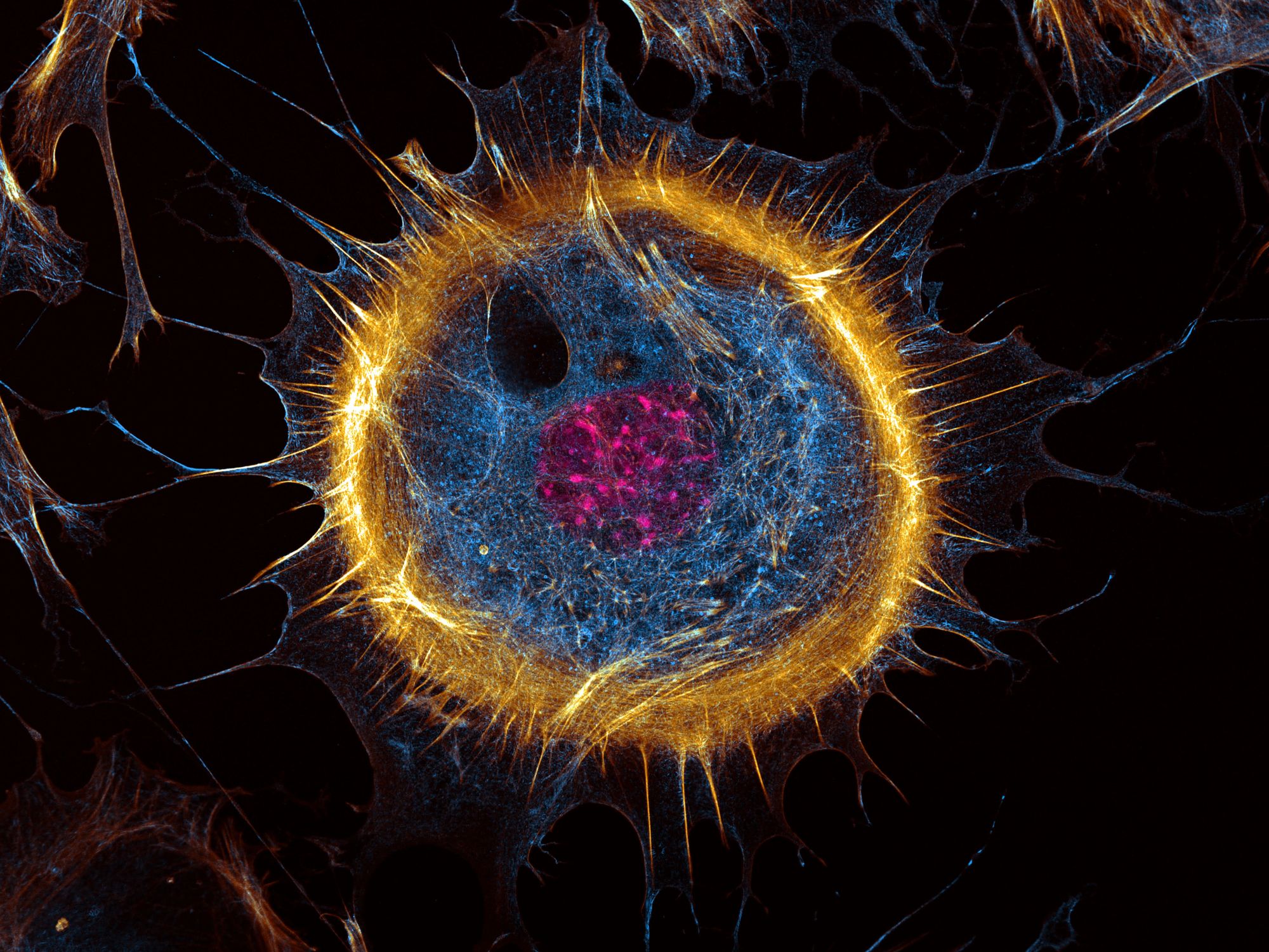 Ehrenhaft erwähnt im Wettbewerb Image of the Year wurde das Mikroskop-Bild Embryonale Fibroblast der Maus. Aufgenommen von Joe McKellar (Frankreich). Ehrenhaft erwähnt im Wettbewerb Image of the Year wurde das Mikroskop-Bild Embryonale Fibroblast der Maus. Aufgenommen von Joe McKellar (Frankreich).