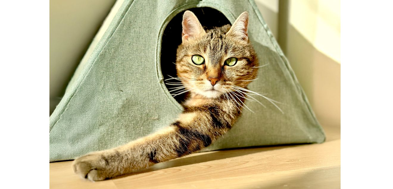 Katzenverhalten erforschen: Citizen-Science-Projekt sucht Katzenvideos Katze schaut aus einer Katzenhöhle