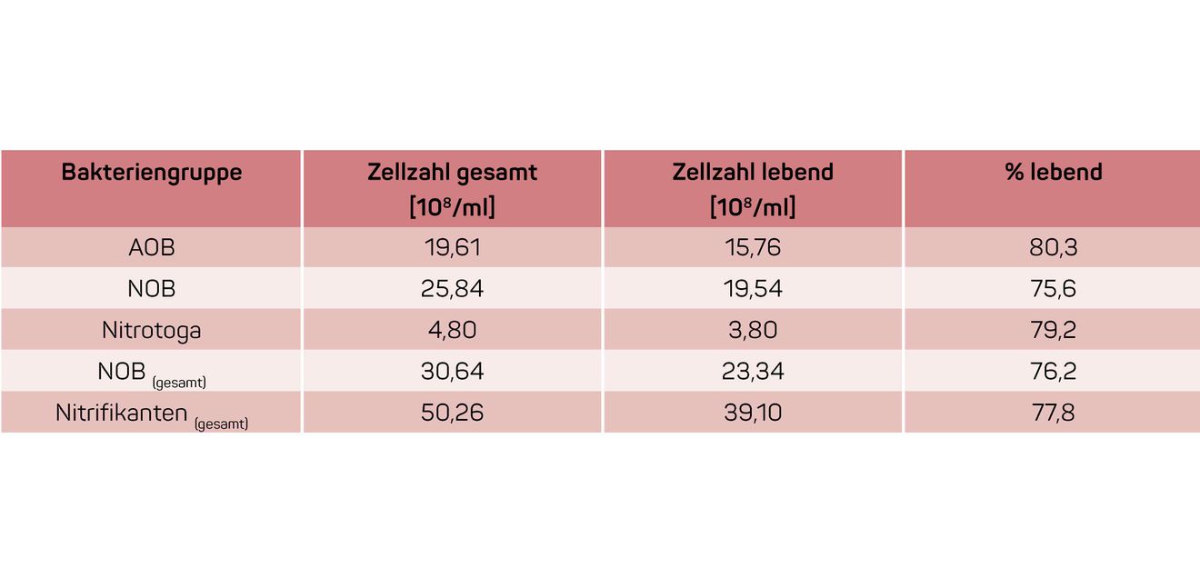 Tabelle Auszug aus einer Real-Time-qPCR-Analyse zur Quantifizierung der Nitrifikanten im Abwasser eines Klärwerks. Tabelle zeigt Auszug aus einer Real-Time-qPCR-Analyse zur Quantifizierung der Nitrifikanten im Abwasser eines Klärwerks