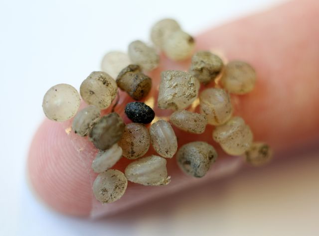 Mikroplastik-Teilchen Mikroplastik-Teilchen, die am Ufer der Warnow gefunden wurden, kleben im Leibniz-Institut für Ostseeforschung (IOW) an einem Klebestreifen an einem Finger.