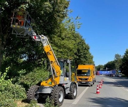 Baum- und Heckenpflege sicher und wirtschaftlich erledigen