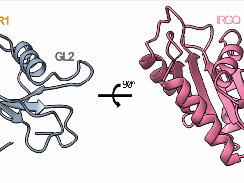 IRGQ Das Bild zeigt eine schematische Darstellung: IRGQ (pink/orange) ist über ein weiteres Protein (grau) in der Membran der "Müllbeutel" verankert, in denen die funktionsunfähigen MHC-I-Moleküle verpackt werden. Die Beutel verschmelzen später mit den Lysosomen, wodurch der Abbau der Moleküle eingeleitet wird.
