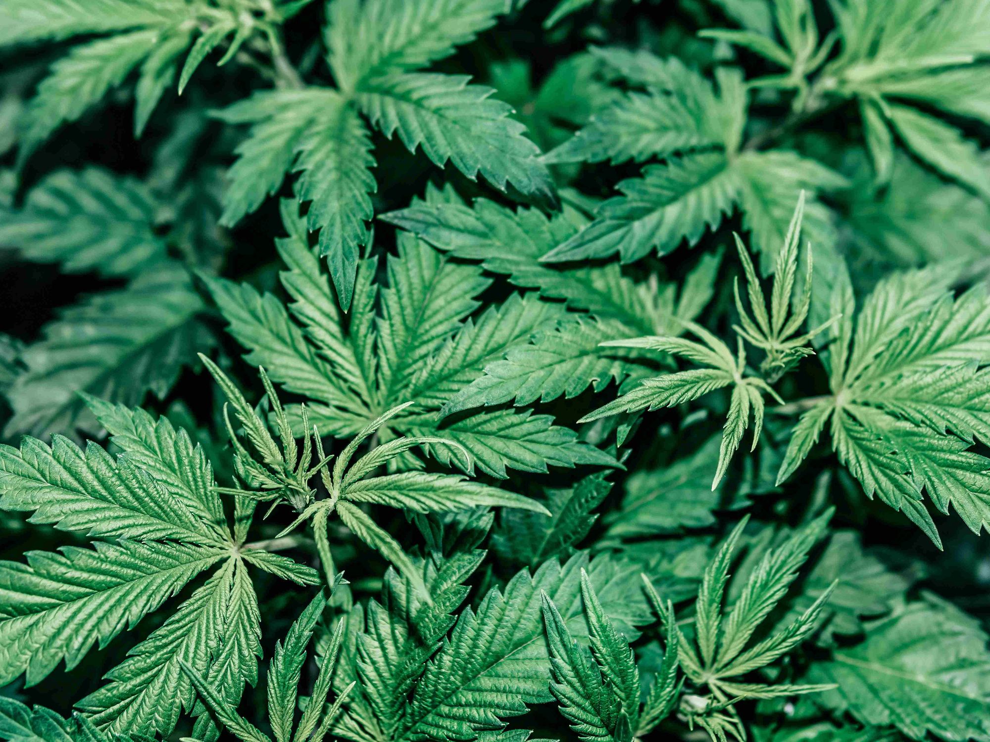 Chemie: Methode zur Synthese eines Wirkstoffs der Cannabispflanze Chemie: Methode zur Synthese eines Wirkstoffs der Cannabispflanze