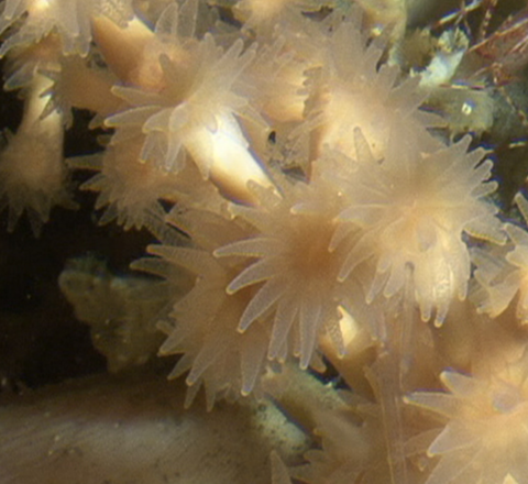 Koralle Desmophyllum pertusum