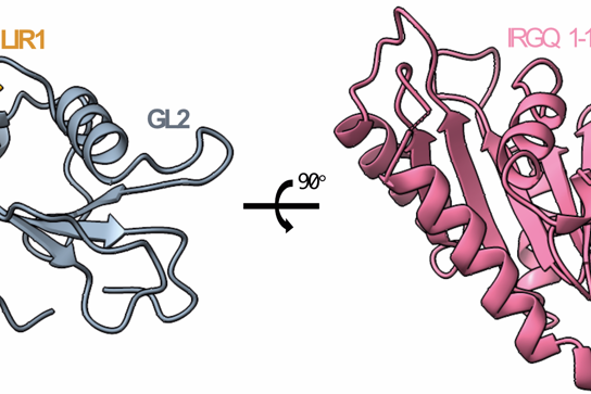 Das Bild zeigt eine schematische Darstellung: IRGQ (pink/orange) ist über ein weiteres Protein (grau) in der Membran der "Müllbeutel" verankert, in denen die funktionsunfähigen MHC-I-Moleküle verpackt werden. Die Beutel verschmelzen später mit den Lysosomen, wodurch der Abbau der Moleküle eingeleitet wird.