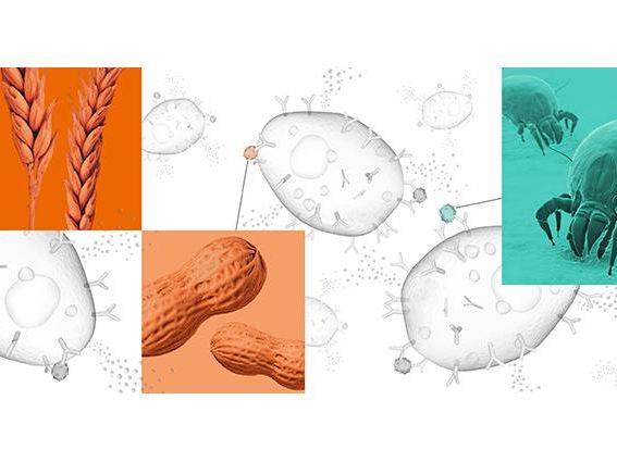 Siemens Healthineers erweitert Allergietests auf Erdnüsse, Weizen und Hausstaubmilben Symbolbild Siemens Healthineers erweitert Allergietests auf Erdnüsse, Weizen und Hausstaubmilben