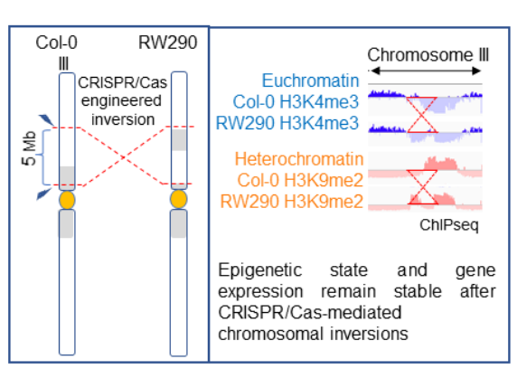 CRISPR-Cas9-induzierte A. thaliana-Inversionslinie mit einer 5 Mb-großen Inversion. Grafik zeigt CRISPR-Cas9-induzierte A. thaliana-Inversionslinie mit einer 5 Mb-großen Inversion.