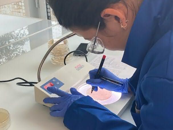 Eawag-Forscherin Sheena Conforti beim Bestimmen der Bakterien in den untersuchten Abwasserproben. Eawag-Forscherin Sheena Conforti beim Bestimmen der Bakterien in den untersuchten Abwasserproben.
