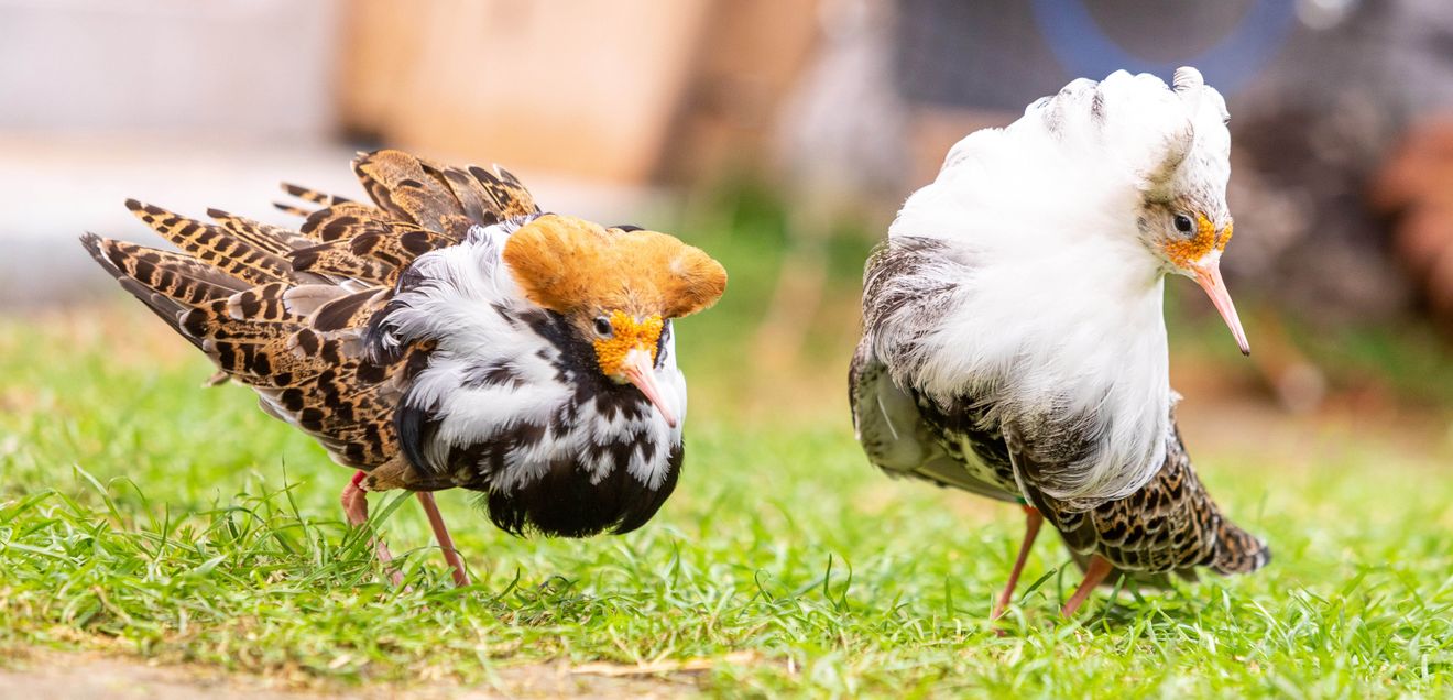 In Kampfläufern gibt es drei genetische Varianten, die bei Männchen zu unterschiedlichem Aussehen und Balzverhalten führen. Die aggressiven Kämpfer (links) haben mehr Testosteron im Blut, als die beiden anderen Morphen (rechts ist ein Satellit zu sehen).