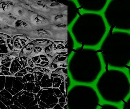 Materialforschung: Biokatalytische Schäume mit hoher Haltbarkeit und Aktivität Materialforschung: Biokatalytische Schäume mit hoher Haltbarkeit und Aktivität