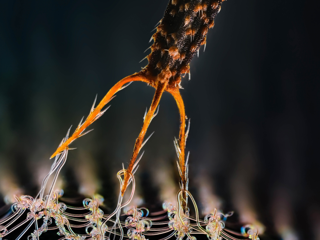 Ehrenhaft erwähnt im Wettbewerb Image of the Year wurde das Mikroskop-Bild 'Bidens pilosa, befestigt an einem Paar Strümpfen'. Aufgenommen von Hange Du (China). Ehrenhaft erwähnt im Wettbewerb Image of the Year wurde das Mikroskop-Bild 'Bidens pilosa, befestigt an einem Paar Strümpfen'. Aufgenommen von Hange Du (China).