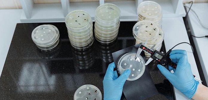 Antibiotikaforschung GPAs gegen resistente Bakterien Bakterien in Petrischalen werden vermessen
