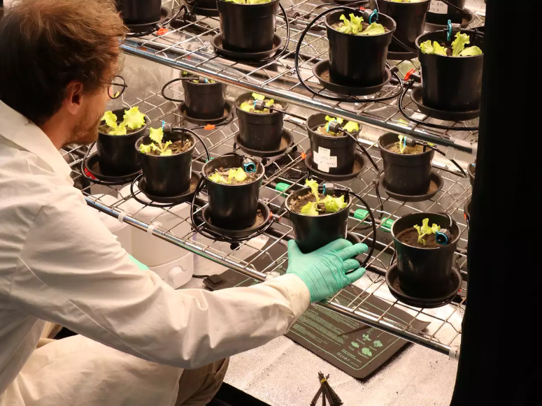 Mikrobiologe Charles Uhlmann testet die Wirkung verschiedener Humify-Produkte in Kombination mit biostimulierenden Bakterien auf Salat. Mikrobiologe Charles Uhlmann testet die Wirkung verschiedener Humify-Produkte in Kombination mit biostimulierenden Bakterien auf Salat.
