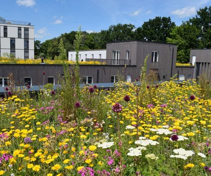 Artenreiche Extensivbegrünungen fördern die Biodiversität Artenreiche Extensivbegrünungen fördern die Biodiversität