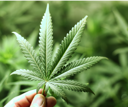 Cannabidiol (CBD) in Lebensmitteln: Arbeitsgruppe der Deutschen Forschungsgemeinschaft (DFG) bewertet Nutzen und Risiken. Cannabisblatt in einer Hand als Symbolbild