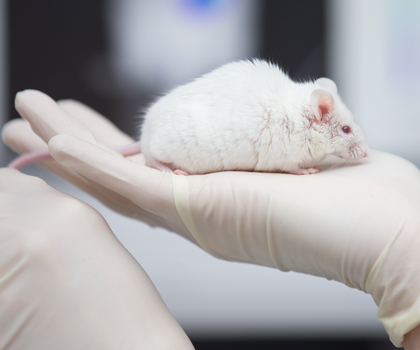 Eine wissenschaftliche Mitarbeiterin einer tierexperimentellen Forschungseinrichtung hat eine Maus in der Hand