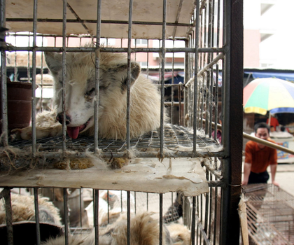 Ursprung von Covid: Labor oder Wildtier Marderhunde liegen in engen Käfigen auf dem Xin Yuan Markt.