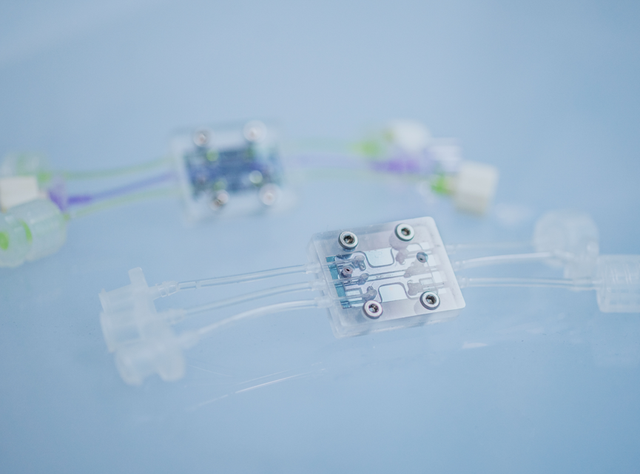 Merck und imec entwickeln gemeinsam eine modulare Plattform für mikrophysiologische Systeme (MPS), die präklinische Studien verbessern, hochwertige Trainingsdaten für KI liefern und Tierversuche langfristig reduzieren soll. Plattform für mikrophysiologische Systeme (MPS)