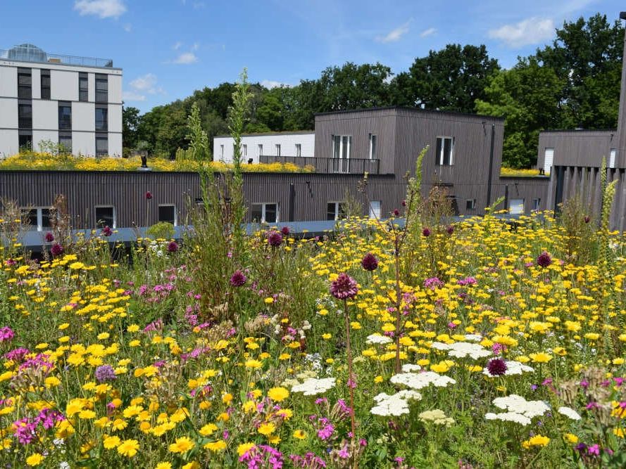 Artenreiche Extensivbegrünungen fördern die Biodiversität Artenreiche Extensivbegrünungen fördern die Biodiversität