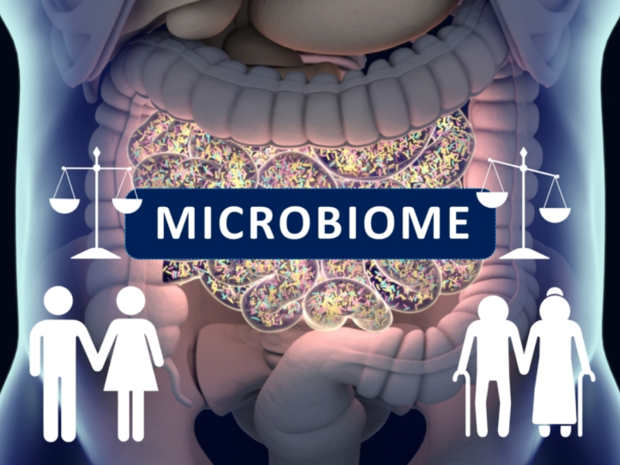 Mikrobiom und Altern: Wenn das Immunsystem die Kontrolle verliert erstellt mit Biorender