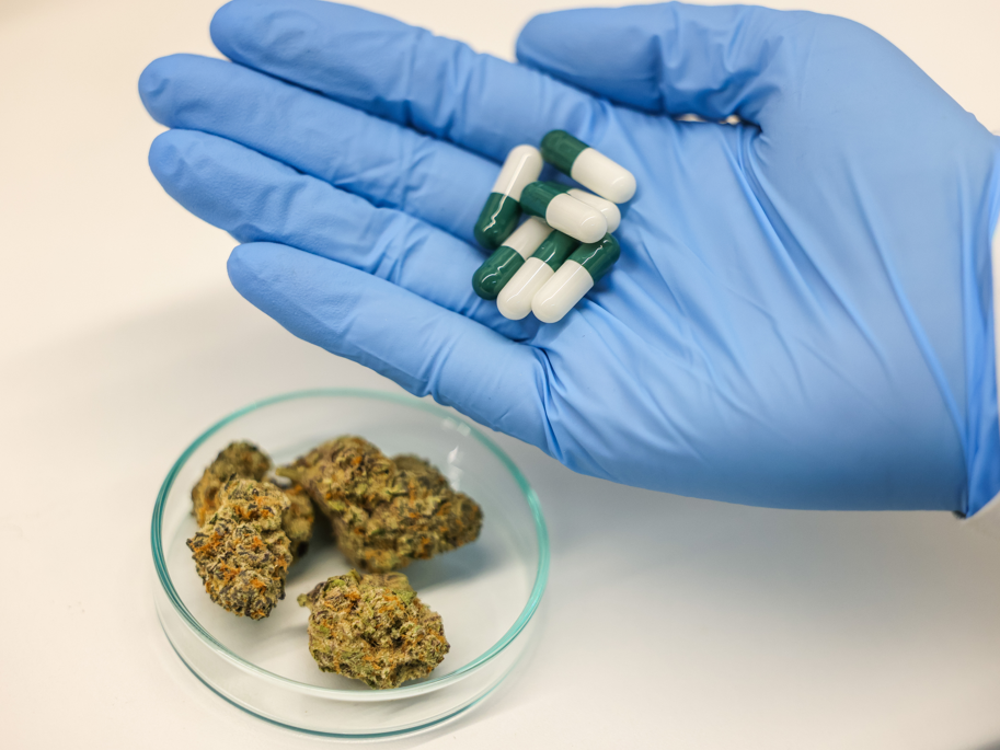 Mitarbeiterin der Grünhorn-Gruppe hält im Labor Kapseln vor Cannabisblüten