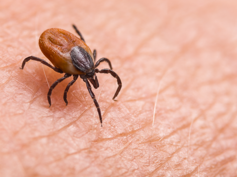 FSME-Fälle steigen weiter - Zecken breiten sich jetzt ganzjährig aus Zecke in Großaufnahme, die über Haut krabbelt
