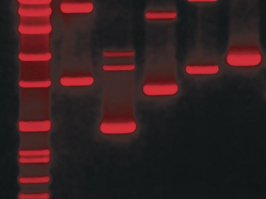 Umweltfreundliche Alternative zur DNA-Färbung in der Gelelektrophorese Darstellung DNA-Färbung Gelelektrophorese