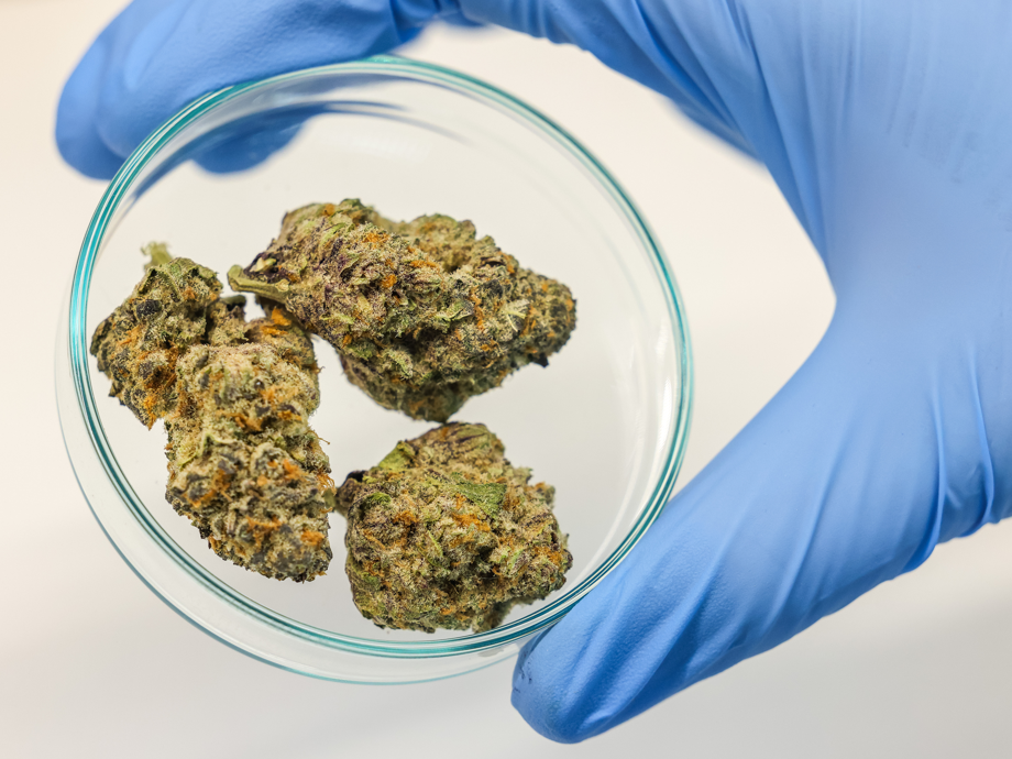 Eine Mitarbeiterin der Grünhorn-Gruppe hält im Labor Cannabisblüten. Eine Mitarbeiterin der Grünhorn-Gruppe hält im Labor Cannabisblüten.