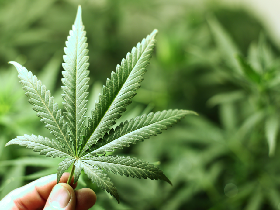 Cannabidiol (CBD) in Lebensmitteln: Arbeitsgruppe der Deutschen Forschungsgemeinschaft (DFG) bewertet Nutzen und Risiken. Cannabisblatt in einer Hand als Symbolbild