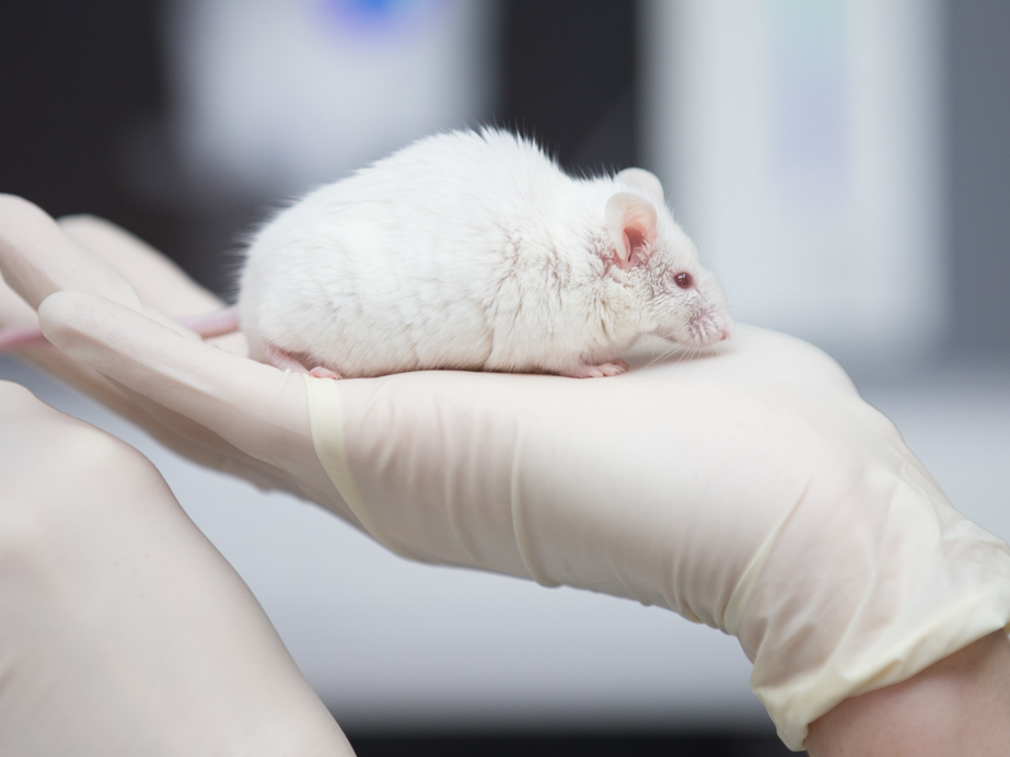 Maus als Versuchstier bei Tierversuchen im Labor Eine wissenschaftliche Mitarbeiterin einer tierexperimentellen Forschungseinrichtung hat eine Maus in der Hand