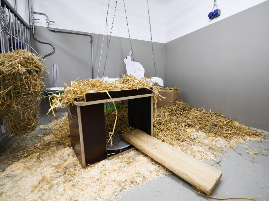 Warum werden Tierversuche durchgeführt Blick in einen Laborstall für Großtiere die für Tierversuche gehalten werden