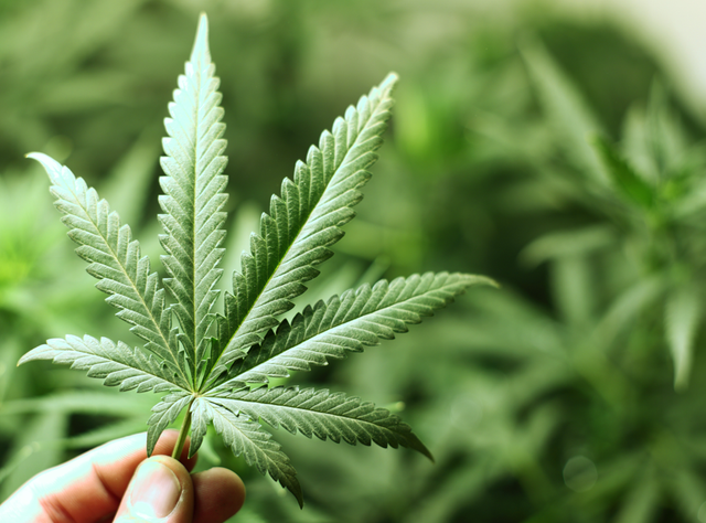 Cannabidiol (CBD) in Lebensmitteln: Arbeitsgruppe der Deutschen Forschungsgemeinschaft (DFG) bewertet Nutzen und Risiken. Cannabisblatt in einer Hand als Symbolbild