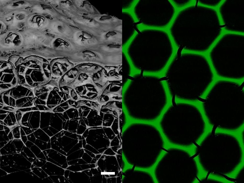 Materialforschung: Biokatalytische Schäume mit hoher Haltbarkeit und Aktivität