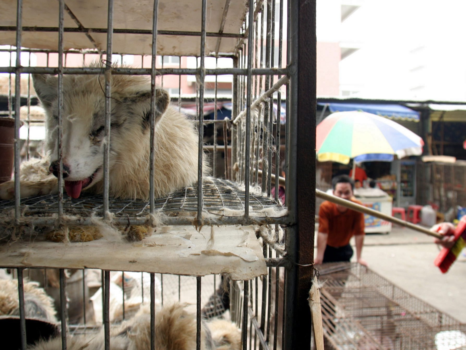 Ursprung von Covid: Labor oder Wildtier Marderhunde liegen in engen Käfigen auf dem Xin Yuan Markt.