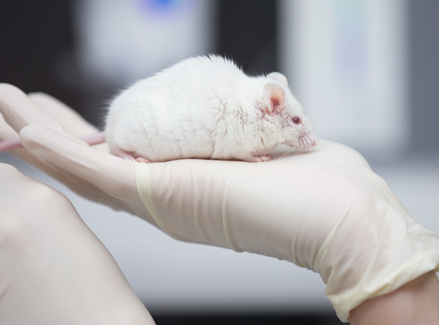 Eine wissenschaftliche Mitarbeiterin einer tierexperimentellen Forschungseinrichtung hat eine Maus in der Hand