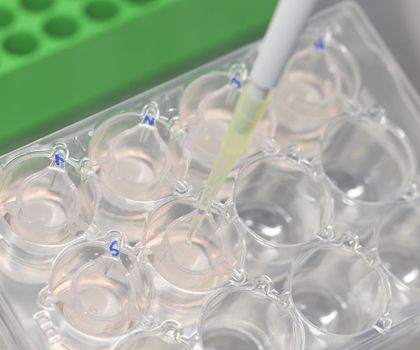 Forschung mit Hautmodellen Pipettiervorgang bei Forschung mit Hautmodellen