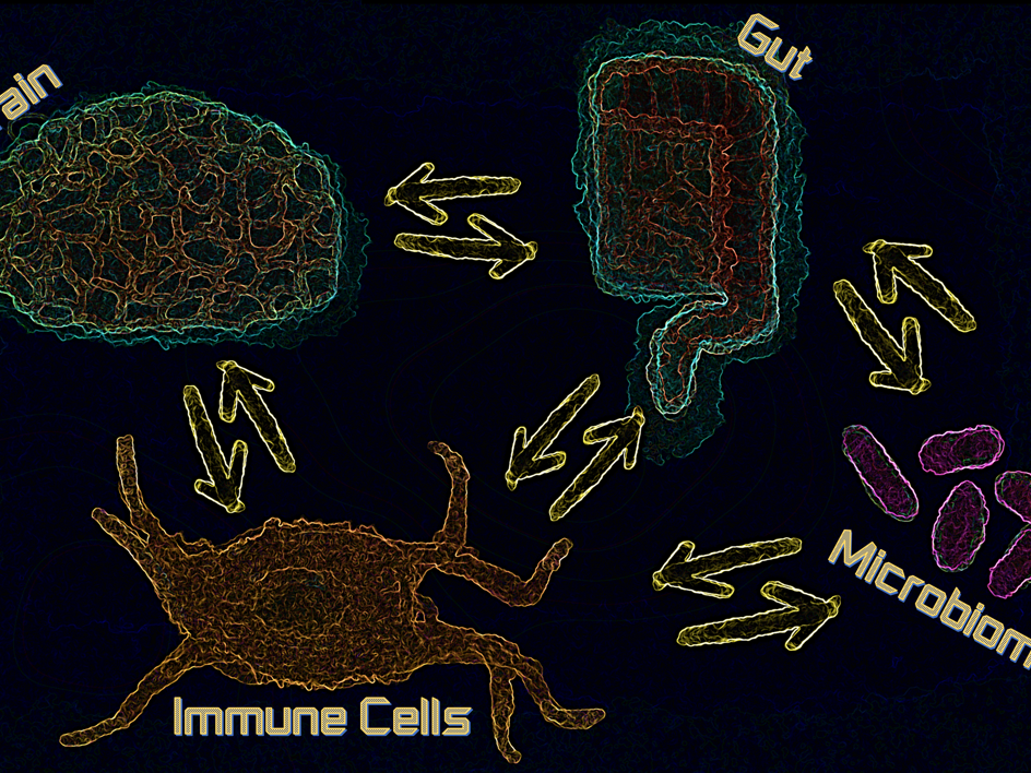 Schematische Zeichnung zeigt Kommunikation zwischen Hirn, Immunzellen und Darm