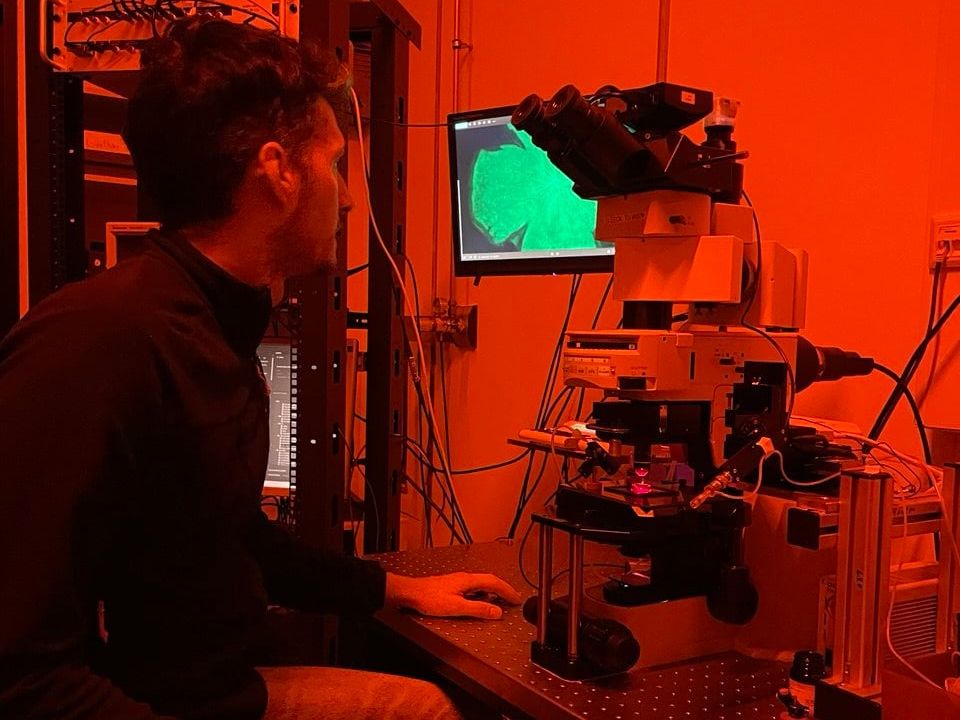 Organische Photovoltaik als Sehimplantat: Forschende aktivieren neuronale Netzhautstrukturen Organische Photovoltaik als Sehimplantat: Forschende aktivieren neuronale Netzhautstrukturen