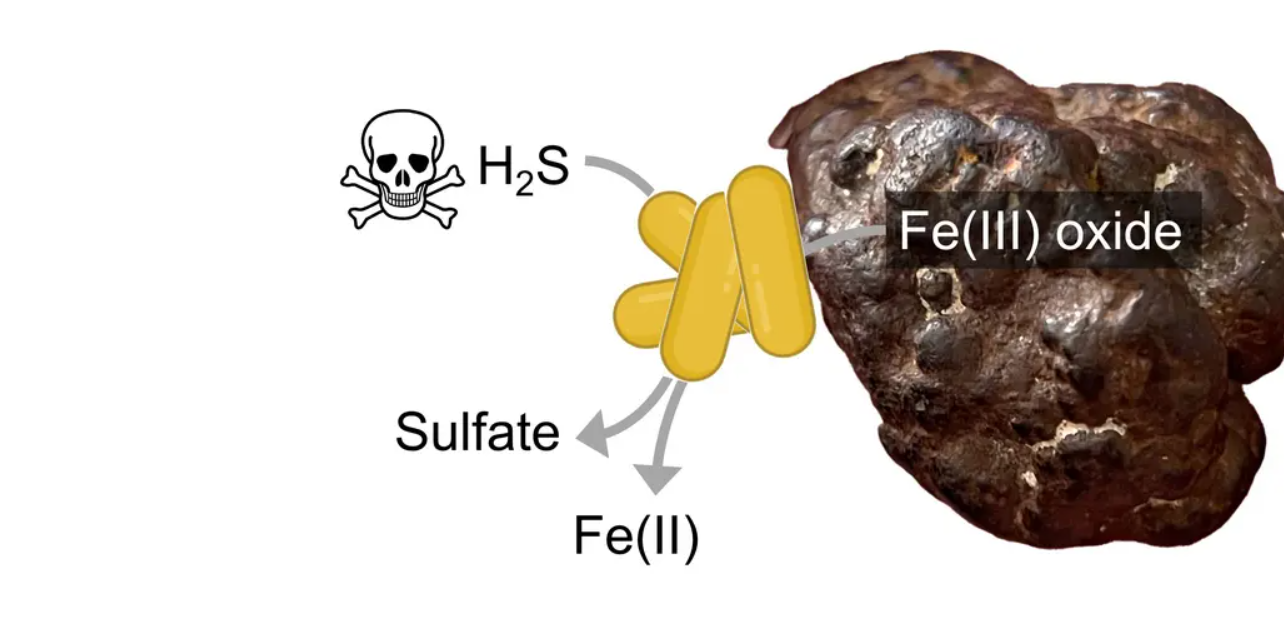 MISO-Bakterien: Neu entdeckter mikrobieller Stoffwechselweg entgiftet Sulfid und bindet CO2 Schemazeichnung Stoffwechselweg MISO-Bakterien