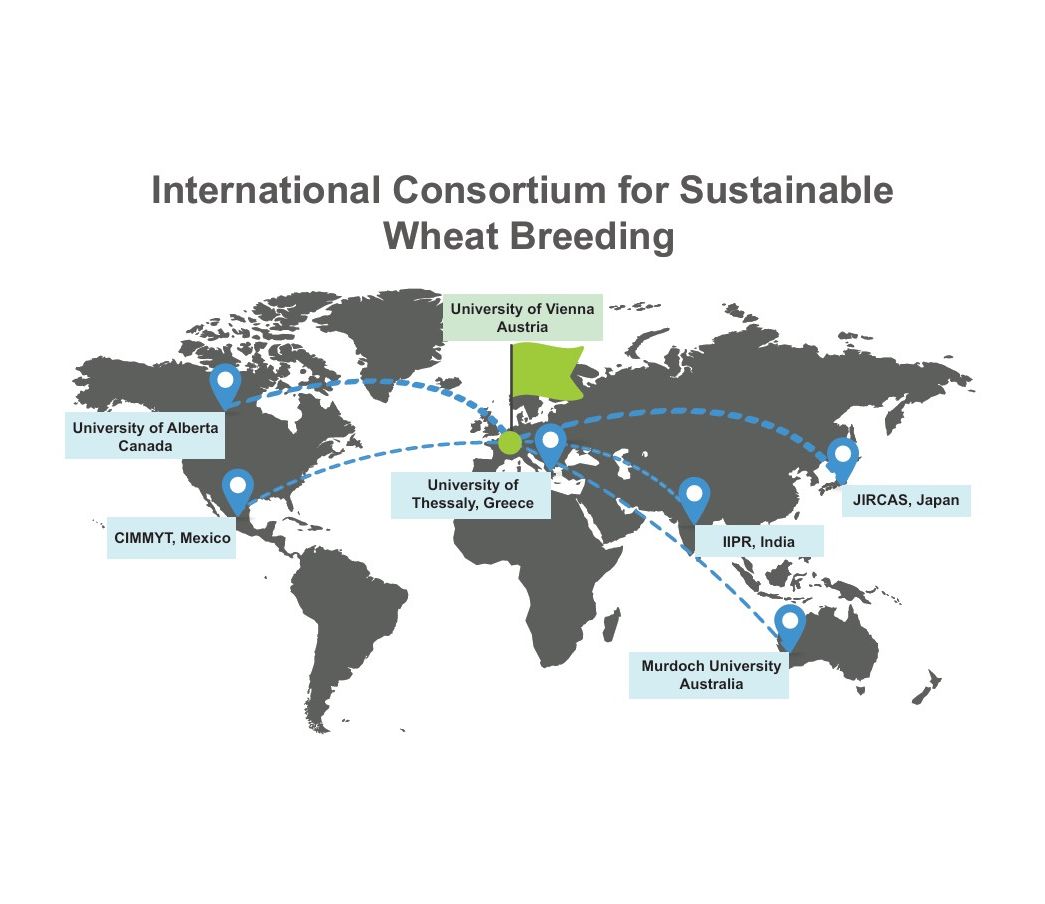Das internationale Konsortium für nachhaltige Weizenzüchtung unter der Leitung der Universität Wien Das internationale Konsortium für nachhaltige Weizenzüchtung unter der Leitung der Universität Wien