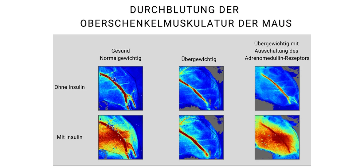Darstellung der Insulinwirkung am Endothel der Blutgefäße