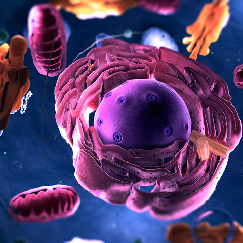 Verhindert Cholin das Altern von Mitochondrien? Die verborgene Chemie unserer Zellen Zelle mit Zellorganellen und Mitochondrien