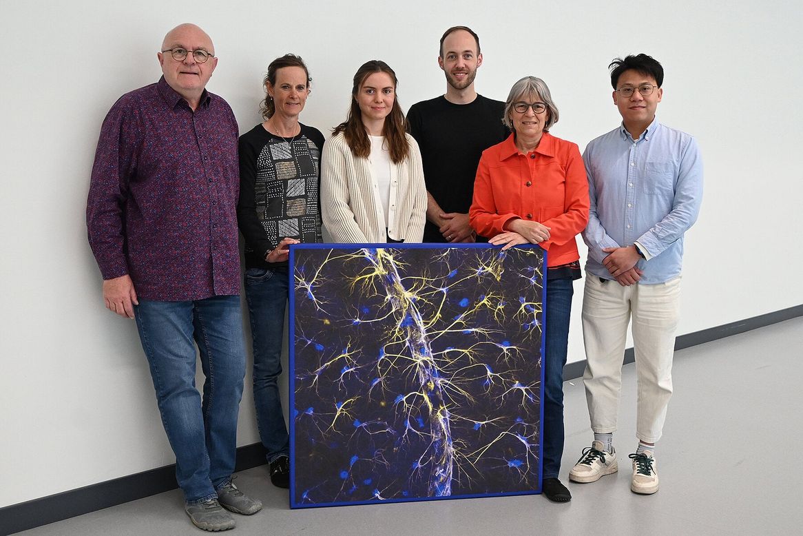 Neurobiologie: Neue Erkenntnisse zur Natriumregulation in Astrozyten Die Studienautorinnen und -autoren von der HHU vom Institut für Neurobiologie (v.l.): Dr. Karl Kafitz, Simone Durry, Viola Bornemann, Dr. Jan Meyer, Prof. Dr. Christine Rose, Jianfeng Fan. Das Bild zeigt Astrozyten, die teilweise Ausläufer auf Blutgefäße ausbilden.