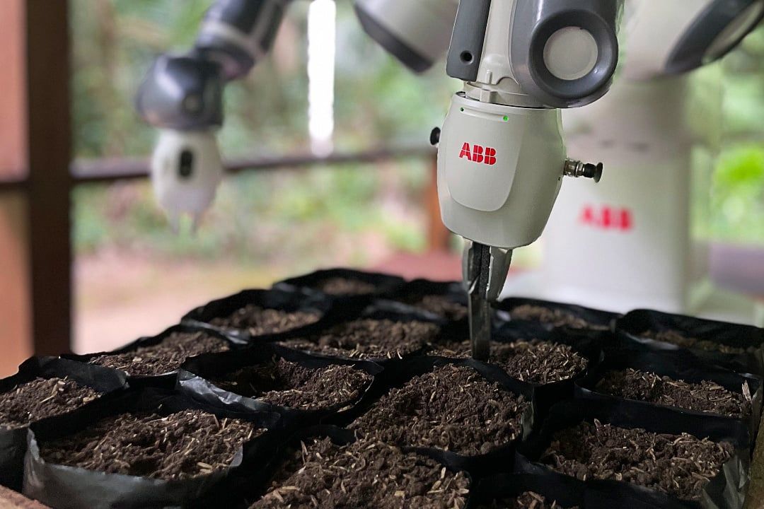 Im Rahmen des Pilotprogramms setzt der YuMi von ABB autonom pro Morgen 640 mit Saatgut gefüllte Säckchen über sechs Wochen in die Erde. Im Rahmen des Pilotprogramms setzt der YuMi von ABB autonom pro Morgen 640 mit Saatgut gefüllte Säckchen über sechs Wochen in die Erde.